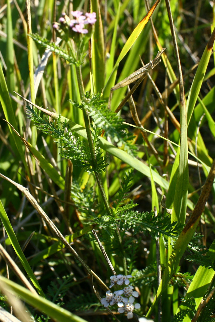 Daucus carota? no,  Achillea sp.